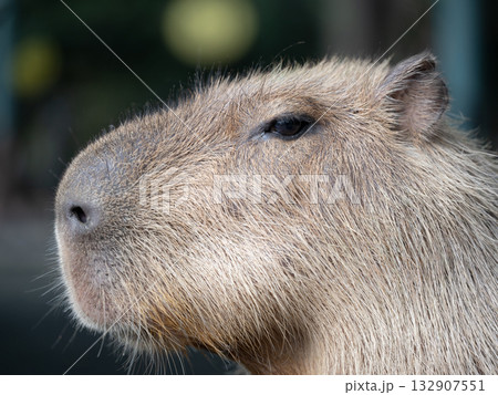 Close-Up Profile of a Capybara, カピバラのクローズアップ（横顔） 132907551