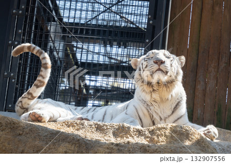 White Tiger Relaxing in the Sunlight, 日光浴をするホワイトタイ 132907556