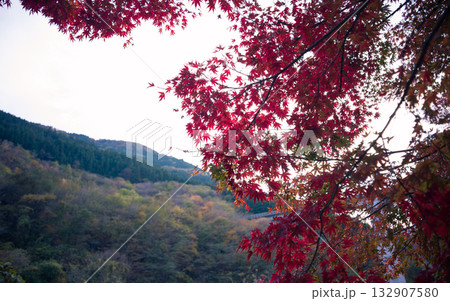 埼玉県秩父市のループ橋付近の紅葉 132907580