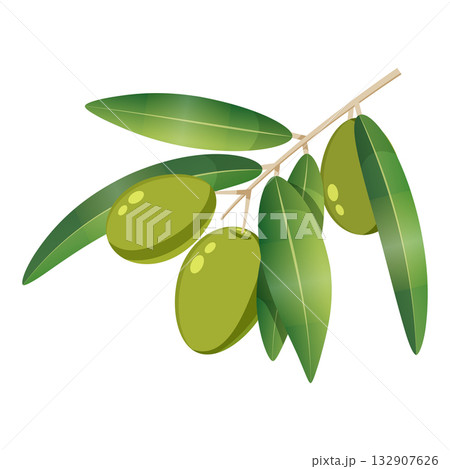 Olive green tree branch with berries Olive green tree branch with berries 132907626