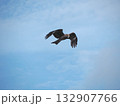 空を飛ぶトビ 132907766