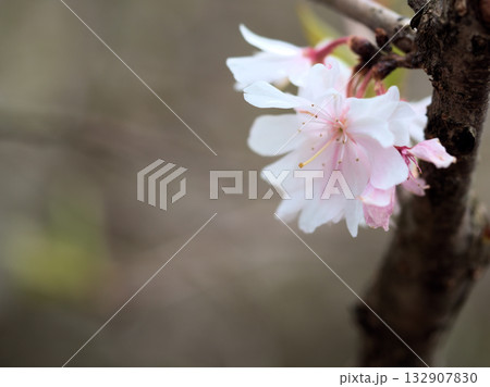 4月に美しく咲いたサクラ「十月桜（ジュウガツザクラ）」 132907830