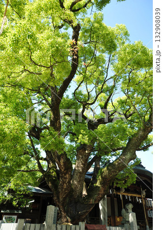 石切劔箭神社（石切神社）御神木 132908039