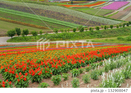 北海道・美瑛の花畑 132908047