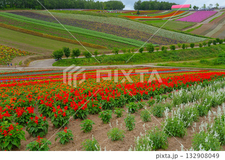 北海道・美瑛の花畑 132908049