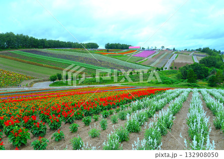 北海道・美瑛の花畑 北海道・美瑛の花畑 132908050