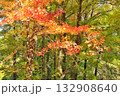 紅葉したカエデ 132908640