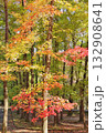 紅葉したカエデ 132908641