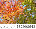 紅葉したカエデ 132908642