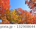 紅葉したカエデ 132908644