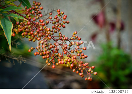 red and green berries of Heavenly Bamboo (Nandina) red and green berries of Heavenly Bamboo (Nandina) 132908735
