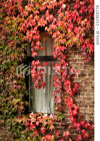 red and green Virginia Creeper Parthenocissus foliage red and green Virginia Creeper Parthenocissus foliage 132908736
