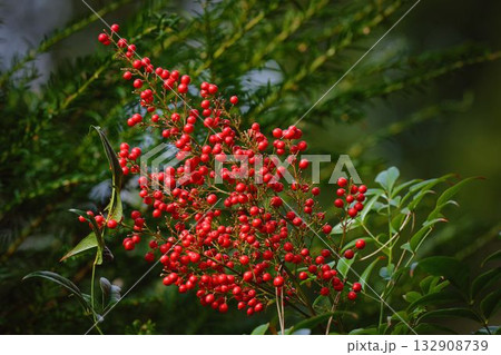 Many red berries of a heavenly bamboo 132908739
