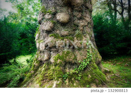 quaint trunk of a very old plane tree 132908813