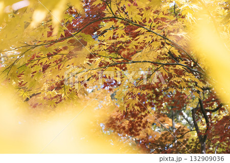 まばゆい秋色：黄色と赤のカエデの木漏れ日 132909036