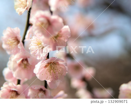 4月に咲いた淡いピンク色の梅の花「見驚(ケンキョウ)」 4月に咲いた淡いピンク色の梅の花「見驚(ケンキョウ)」 132909071
