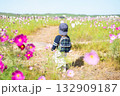 コスモス畑を歩く男の子 132909187