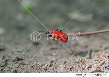 A strikingly vivid red beetle is seen crawling on a branch within its natural habitat 132909233