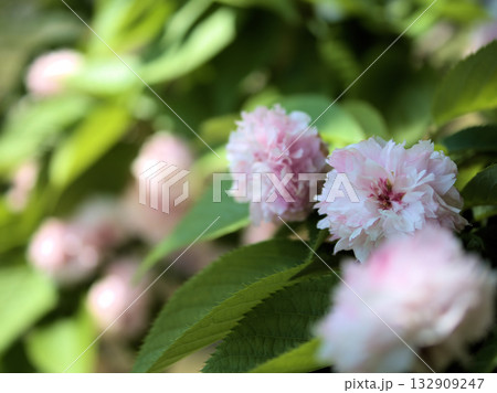 4月に咲いたサクラ「兼六園菊桜（ケンロクエンザクラ）」 132909247