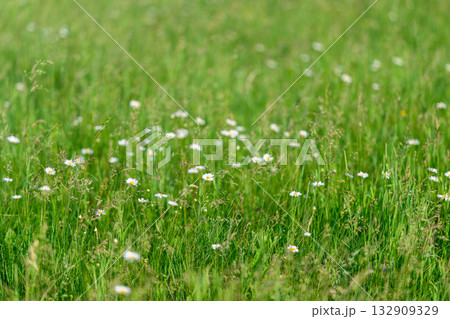 A Serene Meadow Full of Colorful Wildflowers Under the Bright Sunshine in Natures Beauty 132909329