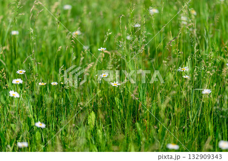 A beautiful and vibrant green grass field adorned with lovely white daisies blooming 132909343