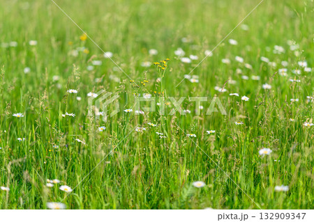 A Vibrant Green Meadow Filled with Colorful Wildflowers and Abundant Life in Bloom A Vibrant Green Meadow Filled with Colorful Wildflowers and Abundant Life in Bloom 132909347