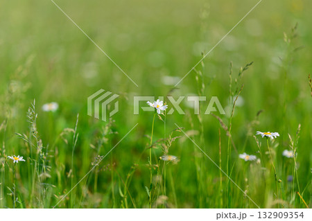 A Serene Wildflower Meadow Captured Beautifully in Soft Focus for Visual Delight 132909354