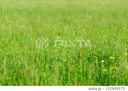 Beautiful Vibrant Green Grass Field Flourishing with Colorful Wildflowers in Abundance 132909370