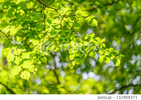 Lush green leaves glow beautifully in the sunlight, creating a vivid and serene atmosphere 132909371
