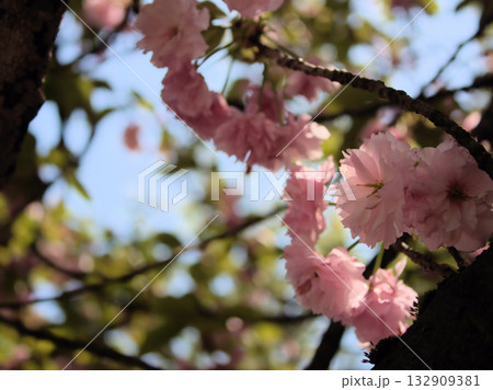 4月に咲いた美しいサトザクラ「関山(カンザン)」 4月に咲いた美しいサトザクラ「関山(カンザン)」 132909381