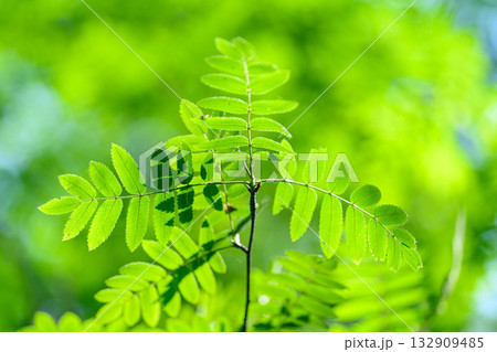 Lush and Vibrant Green Fern Leaves Bathed in Bright Sunlight, Showcasing Natures Beauty Lush and Vibrant Green Fern Leaves Bathed in Bright Sunlight, Showcasing Natures Beauty 132909485
