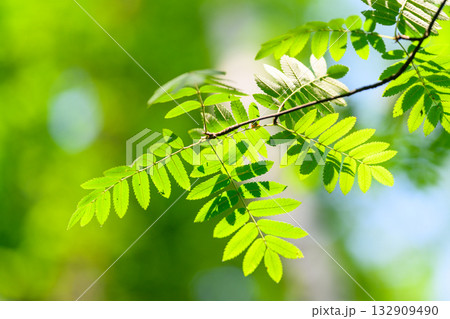 Lush, vibrant green leaves gracefully adorn a branch, showcasing natures incredible beauty Lush, vibrant green leaves gracefully adorn a branch, showcasing natures incredible beauty 132909490