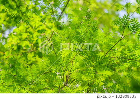 Lush green foliage showcasing the beauty and diversity of our ecosystems and environment Lush green foliage showcasing the beauty and diversity of our ecosystems and environment 132909535