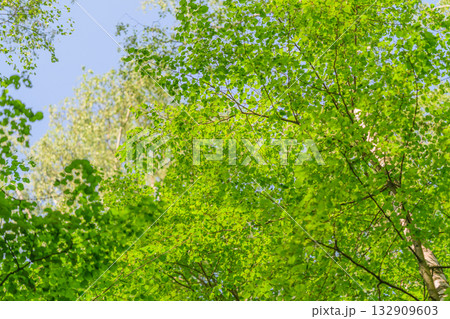 A Lush, Vibrant Green Tree Canopy Stretching Out Under a Clear, Bright Blue Sky Above A Lush, Vibrant Green Tree Canopy Stretching Out Under a Clear, Bright Blue Sky Above 132909603