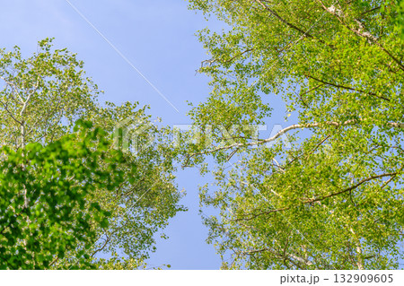 Lush, vibrant green trees stand beautifully against a clear, bright blue sky up above Lush, vibrant green trees stand beautifully against a clear, bright blue sky up above 132909605