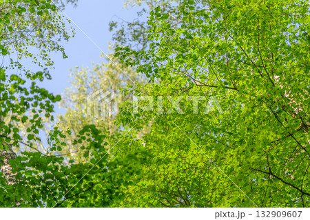 The Lush Green Foliage Flourishing Under a Clear and Beautiful Blue Sky Above Us The Lush Green Foliage Flourishing Under a Clear and Beautiful Blue Sky Above Us 132909607
