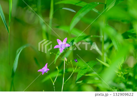 Delicate Pink Wildflowers Beautifully Surrounded by Lush Greenery in a Vibrant Landscape 132909622