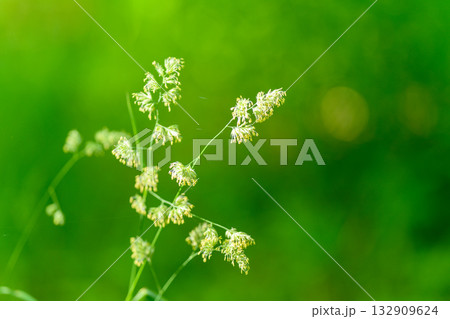 A Delicate and Beautiful Wildflower Gracefully Displayed Against a Lush Green Background 132909624