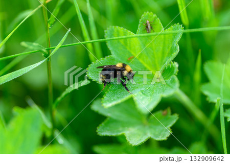 A beautiful bumblebee resting on a vibrant green leaf amidst lush and abundant grass 132909642