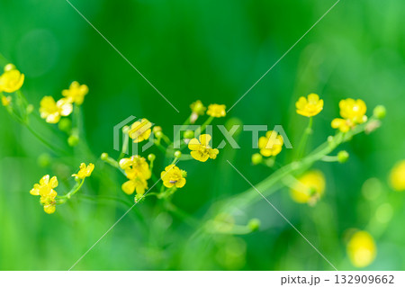 The Beautiful Vibrant Yellow Wildflowers Flourishing in a Lush Green Natural Background 132909662