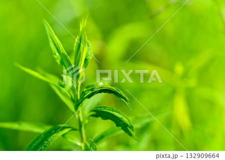 The Bright and Vibrant Green Leaves Found in Natures Stunning Landscapes and Gardens 132909664