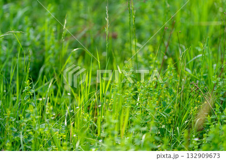 Lush, vibrant green grass field adorned with a diverse range of beautiful flora and plants Lush, vibrant green grass field adorned with a diverse range of beautiful flora and plants 132909673