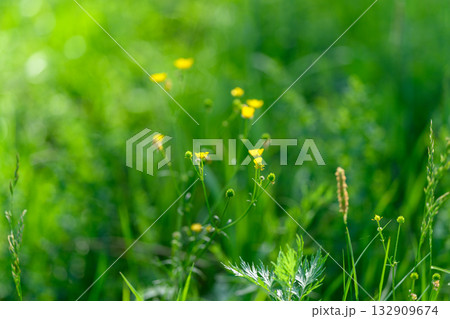 A Beautiful and Vibrant Green Meadow adorned with Lovely Delicate Yellow Flowers in Soft Focus A Beautiful and Vibrant Green Meadow adorned with Lovely Delicate Yellow Flowers in Soft Focus 132909674