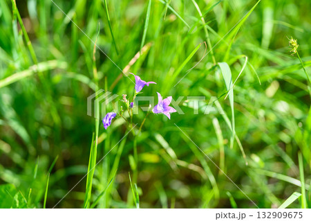 Stunningly Beautiful Wildflowers Blooming in the Green Grass of Natures Abundant Bounty 132909675