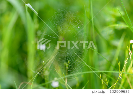 A Delicate Spider Web Glimmering Beautifully in Natures Vibrant Greenery, Illuminated A Delicate Spider Web Glimmering Beautifully in Natures Vibrant Greenery, Illuminated 132909685