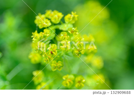 The vibrant yellow wildflowers bloom beautifully in the lush, natural greenery surrounding them 132909688