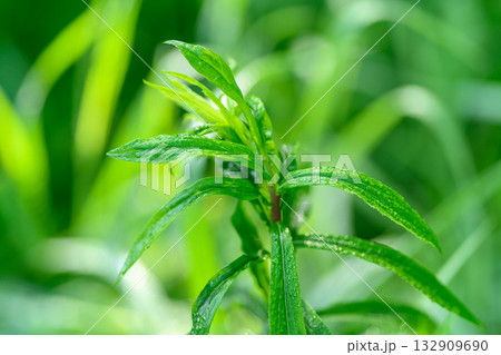 A Fresh Green Herbaceous Plant with Rich Details in Full Focus and Vibrant Colors 132909690