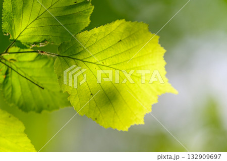Bright and Lush Green Leaves Captured in Beautiful Natural Light for a Striking Effect 132909697