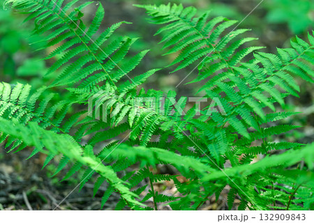 Lush Green Ferns Flourishing in Their Natural Habitat, Showcasing Natures Diversity and Beauty 132909843