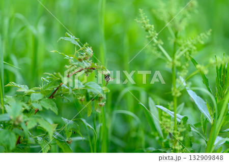 A Vibrant Green Nature Scene Featuring an Insect in Sharp Focus Amidst the Lush Foliage 132909848